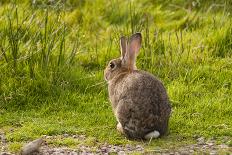 Rabbit Sitting Watching-photographhunter-Photographic Print