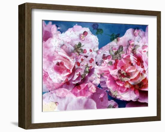 Photographic Layer Work from Pink Blossoms in Waterand Red Roses-Alaya Gadeh-Framed Photographic Print