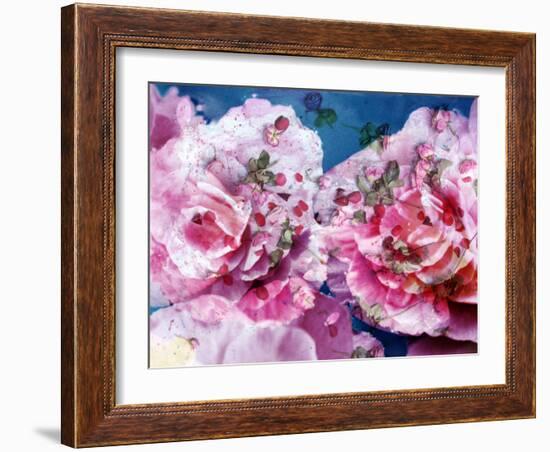 Photographic Layer Work from Pink Blossoms in Waterand Red Roses-Alaya Gadeh-Framed Photographic Print