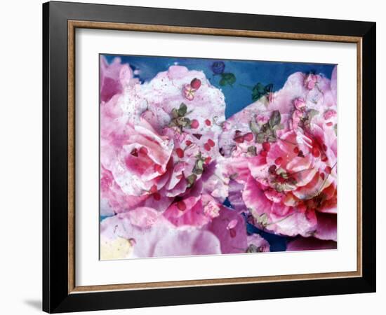 Photographic Layer Work from Pink Blossoms in Waterand Red Roses-Alaya Gadeh-Framed Photographic Print