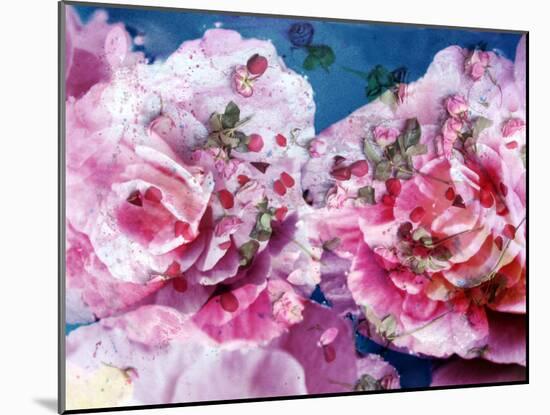 Photographic Layer Work from Pink Blossoms in Waterand Red Roses-Alaya Gadeh-Mounted Photographic Print