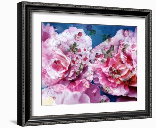 Photographic Layer Work from Pink Blossoms in Waterand Red Roses-Alaya Gadeh-Framed Photographic Print