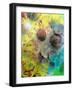Photographic Layer Work from Seashells and Flowers-Alaya Gadeh-Framed Photographic Print