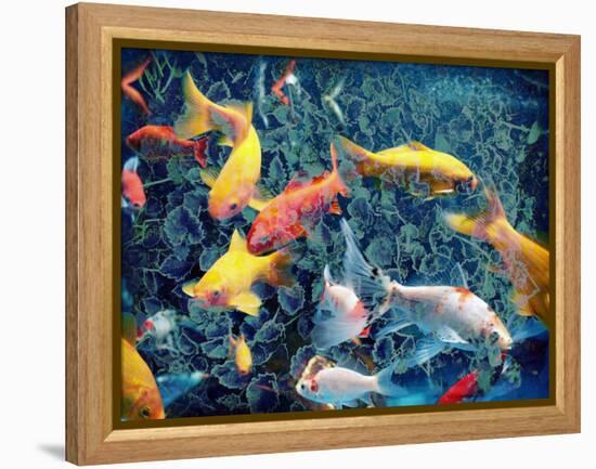 Photographic Layer Work from Swimming Fishes and Leafes-Alaya Gadeh-Framed Premier Image Canvas