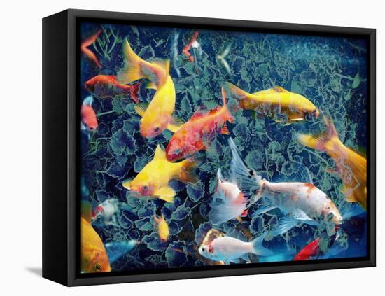 Photographic Layer Work from Swimming Fishes and Leafes-Alaya Gadeh-Framed Premier Image Canvas