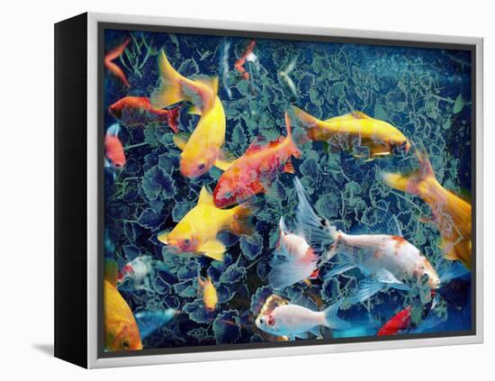 Photographic Layer Work from Swimming Fishes and Leafes-Alaya Gadeh-Framed Premier Image Canvas