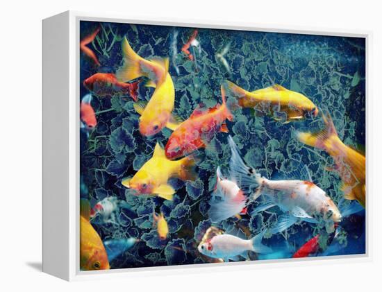 Photographic Layer Work from Swimming Fishes and Leafes-Alaya Gadeh-Framed Premier Image Canvas
