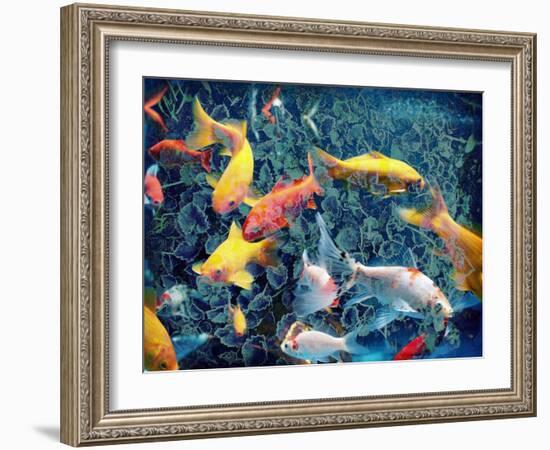 Photographic Layer Work from Swimming Fishes and Leafes-Alaya Gadeh-Framed Photographic Print