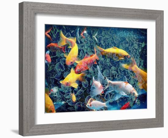 Photographic Layer Work from Swimming Fishes and Leafes-Alaya Gadeh-Framed Photographic Print