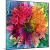 Photographic Layer Work of a Big Blossom in Multicolor-Alaya Gadeh-Mounted Photographic Print