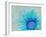 Photographic Layer Work of a Gerber Daisy with Textureand Floral Ornaments in Blue and Green Tones-Alaya Gadeh-Framed Photographic Print