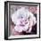 Photographic Layer Work of a White Rose-Alaya Gadeh-Framed Photographic Print