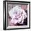 Photographic Layer Work of a White Rose-Alaya Gadeh-Framed Photographic Print