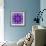 Photographic Mandala Ornament in Purple Tones-Alaya Gadeh-Framed Photographic Print displayed on a wall