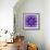 Photographic Mandala Ornament in Purple Tones-Alaya Gadeh-Framed Photographic Print displayed on a wall