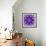 Photographic Mandala Ornament in Purple Tones-Alaya Gadeh-Framed Photographic Print displayed on a wall