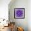 Photographic Mandala Ornament in Purple Tones-Alaya Gadeh-Framed Photographic Print displayed on a wall