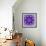 Photographic Mandala Ornament in Purple Tones-Alaya Gadeh-Framed Photographic Print displayed on a wall