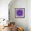 Photographic Mandala Ornament in Purple Tones-Alaya Gadeh-Framed Photographic Print displayed on a wall