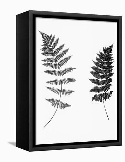 Photographic Study Of Fern Leaves-Bettmann-Framed Premier Image Canvas