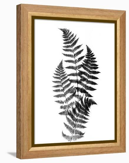 Photographic Study Of Fern Leaves-Bettmann-Framed Premier Image Canvas