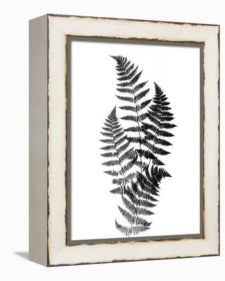 Photographic Study Of Fern Leaves-Bettmann-Framed Premier Image Canvas