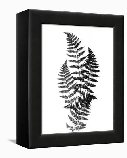 Photographic Study Of Fern Leaves-Bettmann-Framed Premier Image Canvas