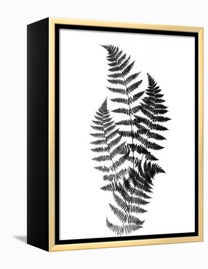 Photographic Study Of Fern Leaves-Bettmann-Framed Premier Image Canvas