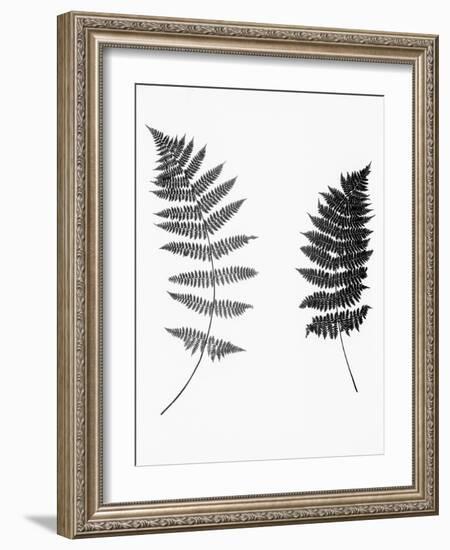 Photographic Study Of Fern Leaves-Bettmann-Framed Photographic Print