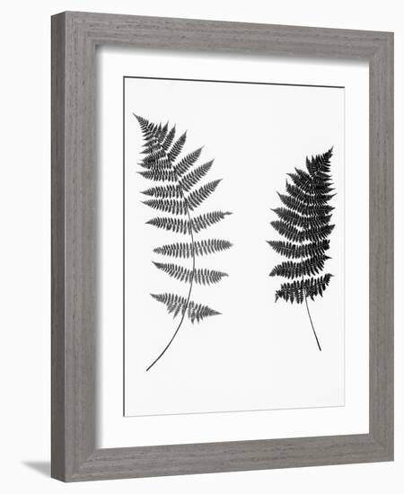 Photographic Study Of Fern Leaves-Bettmann-Framed Photographic Print