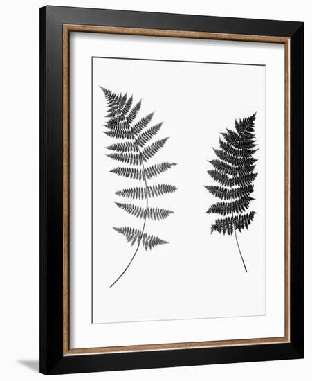 Photographic Study Of Fern Leaves-Bettmann-Framed Photographic Print