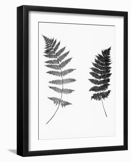 Photographic Study Of Fern Leaves-Bettmann-Framed Photographic Print