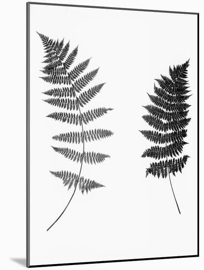 Photographic Study Of Fern Leaves-Bettmann-Mounted Photographic Print