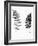 Photographic Study Of Fern Leaves-Bettmann-Framed Photographic Print