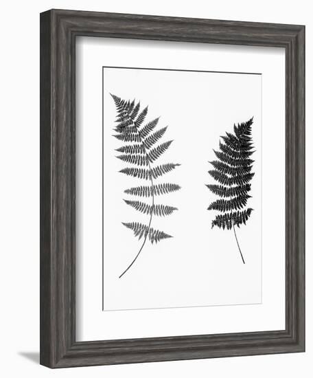 Photographic Study Of Fern Leaves-Bettmann-Framed Photographic Print