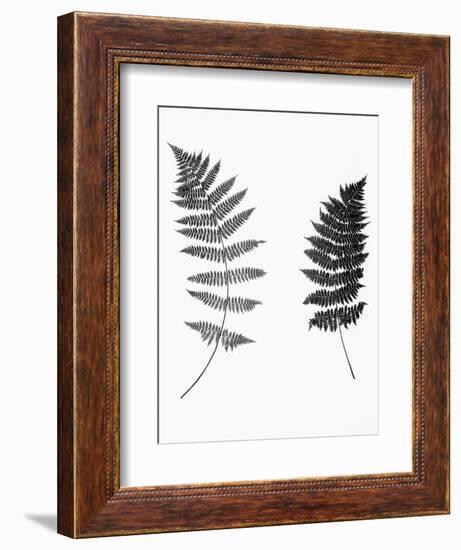 Photographic Study Of Fern Leaves-Bettmann-Framed Photographic Print