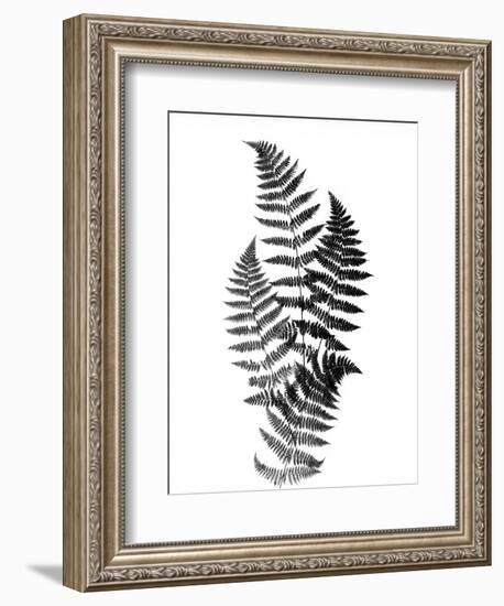 Photographic Study Of Fern Leaves-Bettmann-Framed Photographic Print