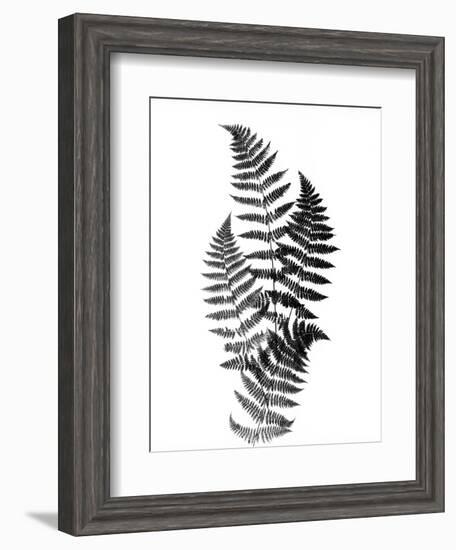 Photographic Study Of Fern Leaves-Bettmann-Framed Photographic Print