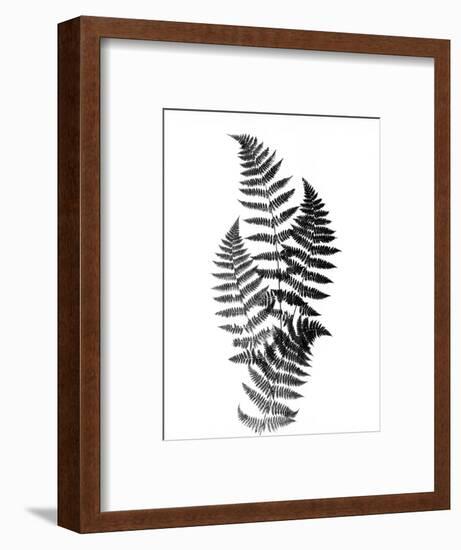 Photographic Study Of Fern Leaves-Bettmann-Framed Photographic Print