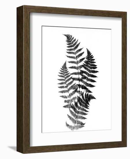 Photographic Study Of Fern Leaves-Bettmann-Framed Photographic Print