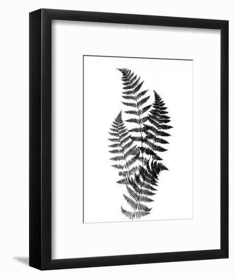 Photographic Study Of Fern Leaves-Bettmann-Framed Photographic Print