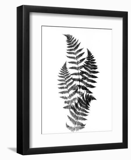 Photographic Study Of Fern Leaves-Bettmann-Framed Photographic Print