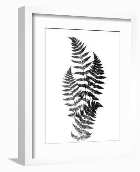 Photographic Study Of Fern Leaves-Bettmann-Framed Photographic Print