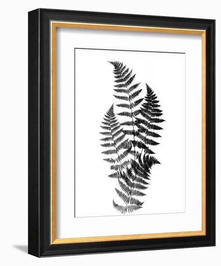 Photographic Study Of Fern Leaves-Bettmann-Framed Photographic Print