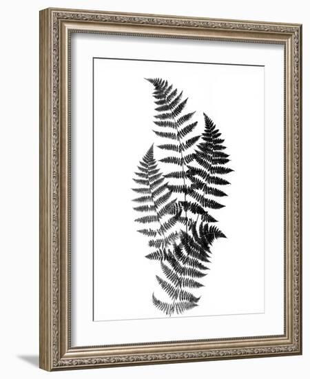 Photographic Study Of Fern Leaves-Bettmann-Framed Photographic Print