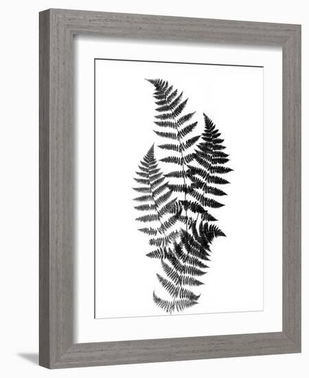 Photographic Study Of Fern Leaves-Bettmann-Framed Photographic Print