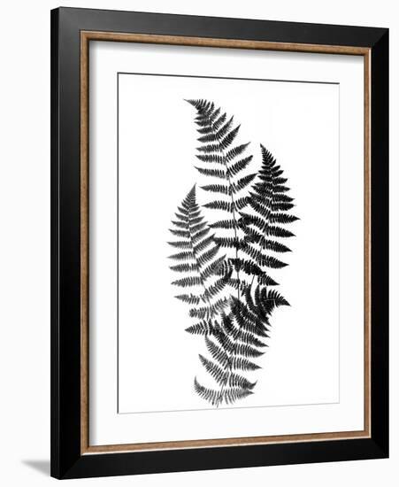 Photographic Study Of Fern Leaves-Bettmann-Framed Photographic Print