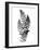 Photographic Study Of Fern Leaves-Bettmann-Framed Photographic Print