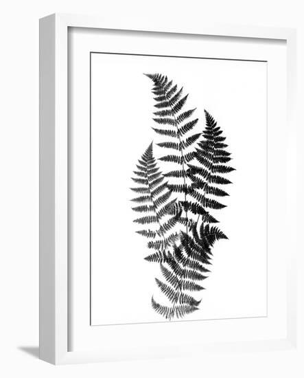 Photographic Study Of Fern Leaves-Bettmann-Framed Photographic Print