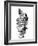 Photographic Study Of Fern Leaves-Bettmann-Framed Photographic Print